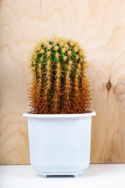 Cactus in un vaso bianco su fondo di legno. Pianta da interno.