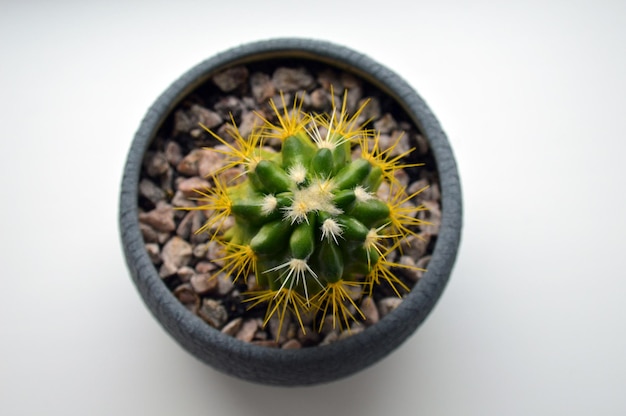 Cactus in un vaso grigio su sfondo bianco