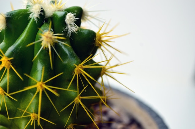 Cactus in un vaso grigio su sfondo bianco