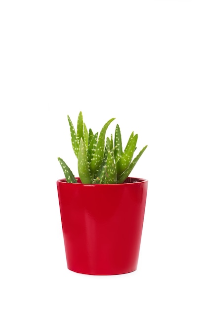 Cactus in un vaso rosso su sfondo bianco