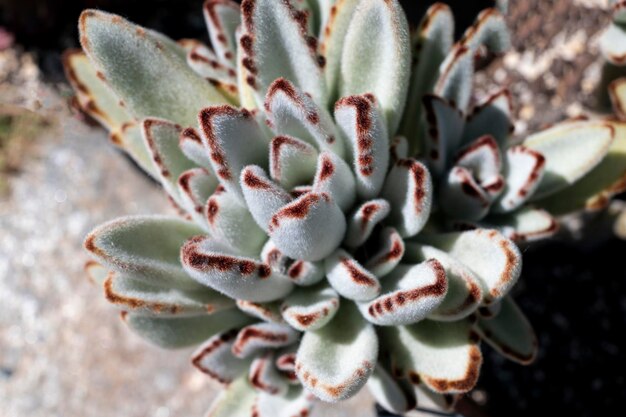 Cactus in una pentola, pianta del deserto di cactus. Messa a fuoco selettiva