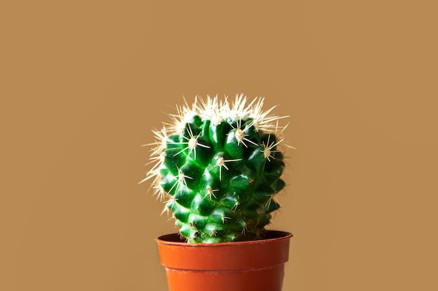 Cactus in una pentola Sfondo beige