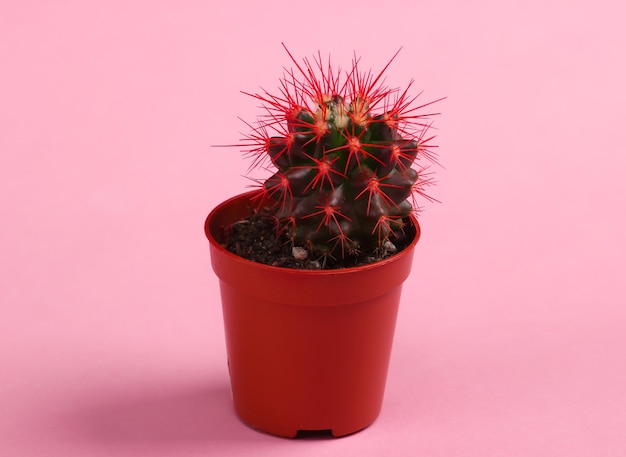 Cactus in una pentola sul rosa