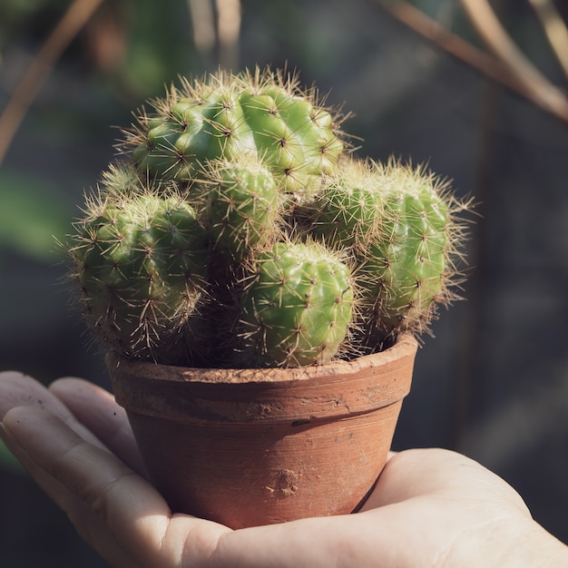 Cactus in una pentola sulla mano