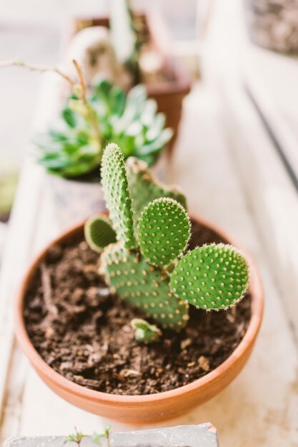 Cactus in una pentola