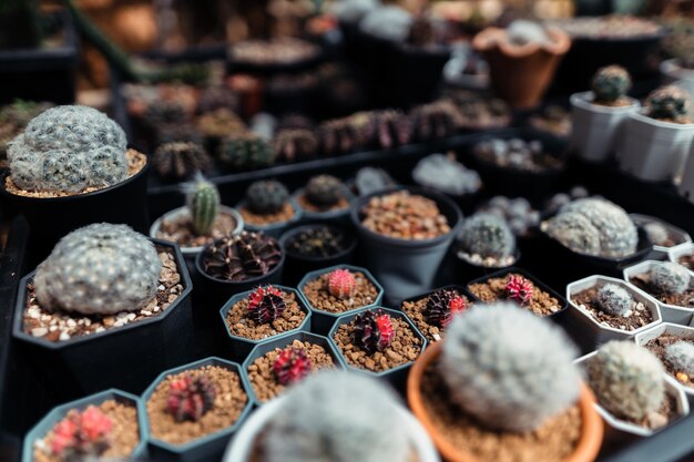 Cactus in una piccola fattoria a casacactus in una pentola