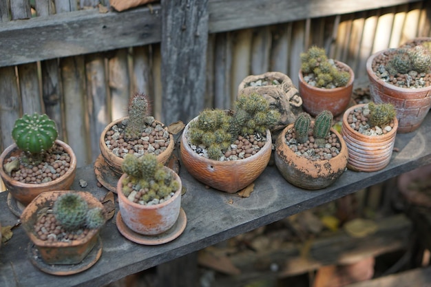 Cactus in una vecchia pentola in un caffè