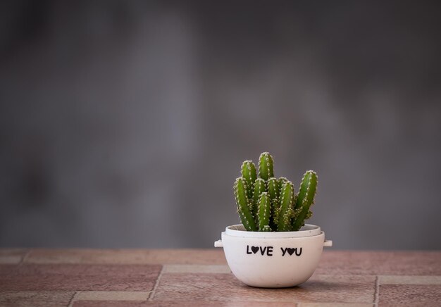 Cactus in vaso con fondo grigio