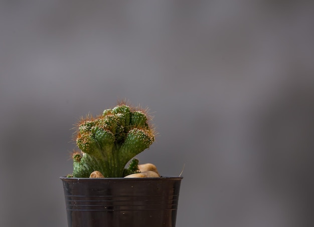 Cactus in vaso con fondo grigio