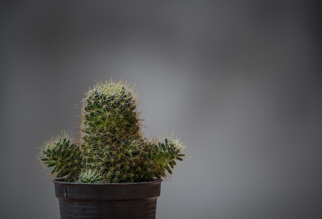 Cactus in vaso con fondo grigio