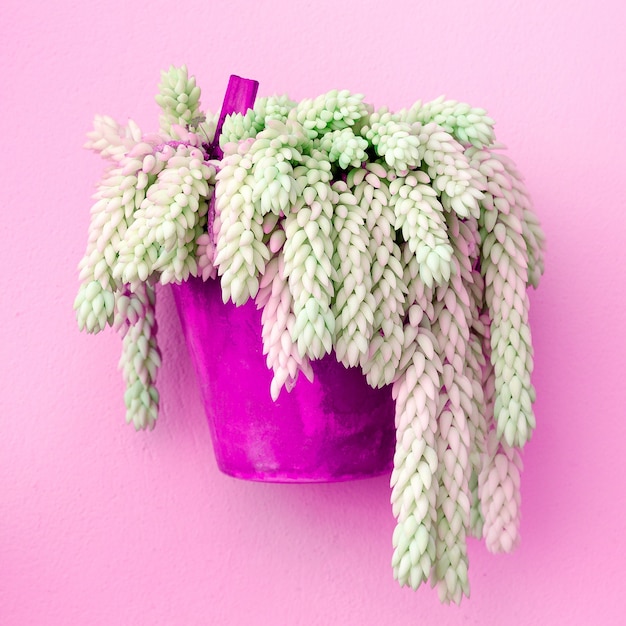 Cactus in vaso. Concetto di amante del cactus. Piante minimali su arte rosa
