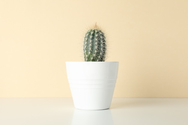 Cactus in vaso contro la superficie beige