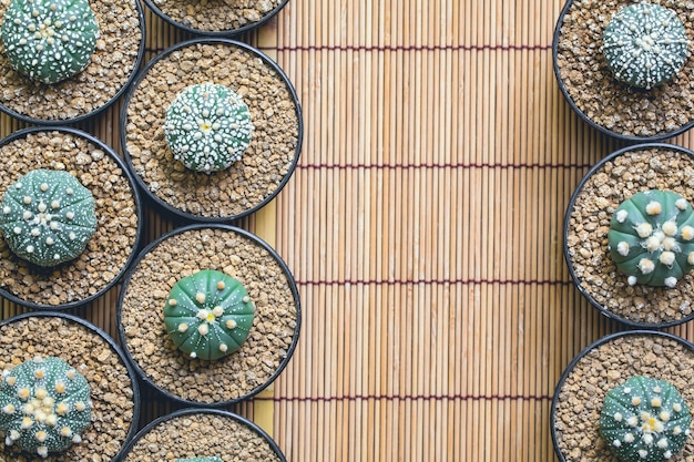Cactus in vaso di plastica su tessuto di bambù l'immagine può essere utilizzata la pubblicità consiste nel sito web Astrophytum asterias