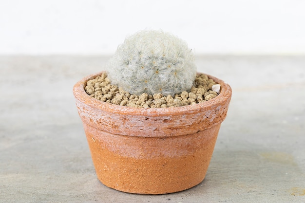 Cactus in vaso di terracotta sul fondo della tavola di cemento.