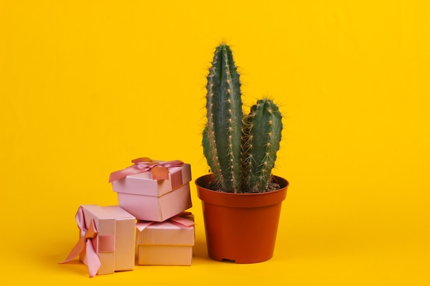 Cactus in vaso e confezioni regalo su studio giallo