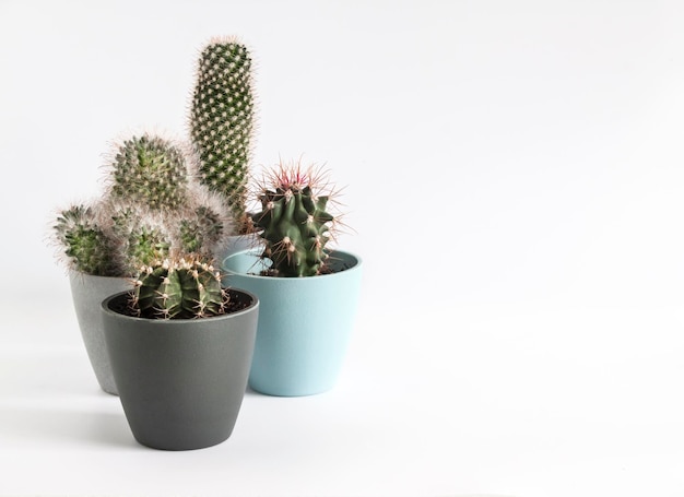 Cactus in vaso isolati su sfondo bianco