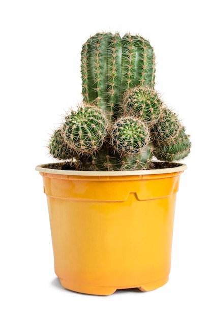 Cactus in vaso isolato