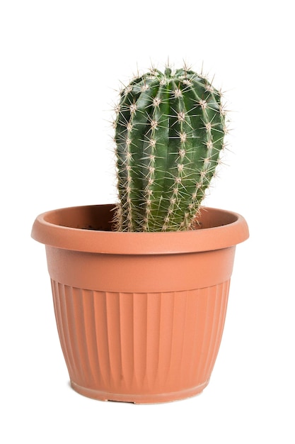 Cactus in vaso isolato