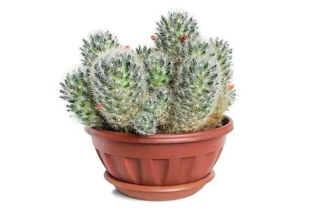 Cactus in vaso isolato