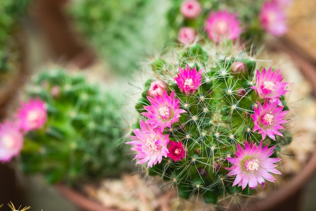 Cactus in vaso per decorare giardino foto in stile vintage L'immagine ha una profondità di campo ridotta