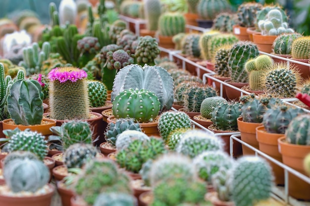 Cactus in vaso per decorare giardino foto in stile vintage L'immagine ha una profondità di campo ridotta