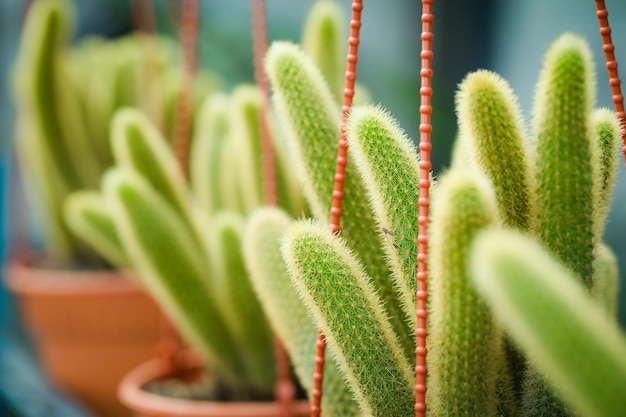 Cactus in vaso per decorare giardino foto in stile vintage L'immagine ha una profondità di campo ridotta