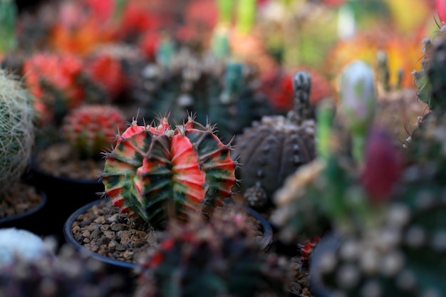 Cactus in vaso per decorare l'immagine in stile vintage giardino L'immagine ha una profondità di campo ridotta Gymnocalycium