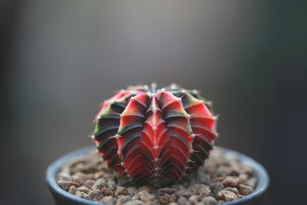 Cactus in vaso per decorare l'immagine in stile vintage giardino L'immagine ha una profondità di campo ridotta Gymnocalycium