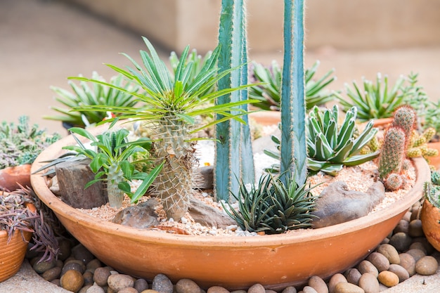 cactus in vaso su roccia