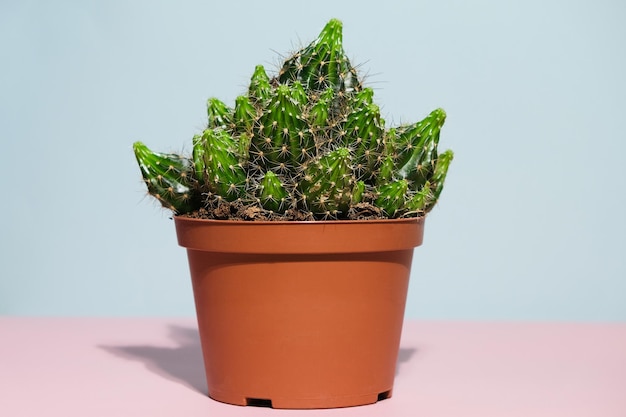 Cactus in vaso su sfondo colorato minimo