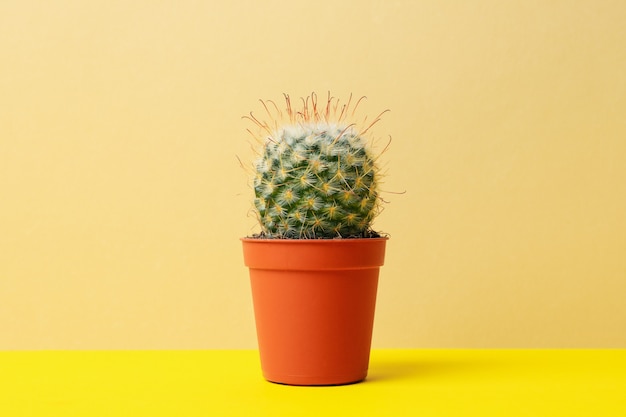 Cactus in vaso sulla tavola gialla