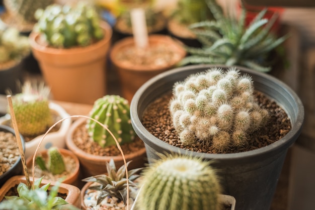 Cactus in vaso