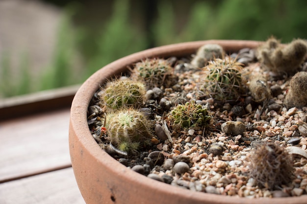 Cactus in vaso.