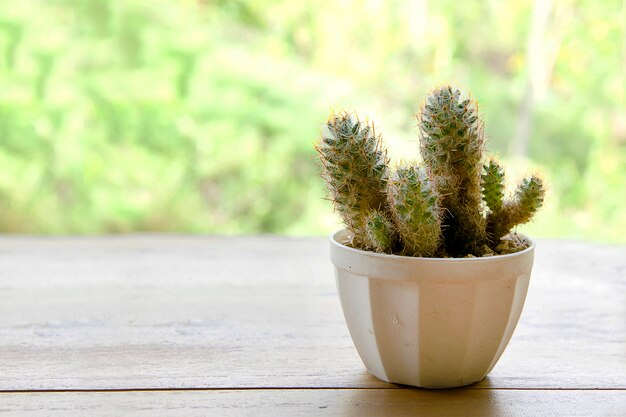 cactus in vaso