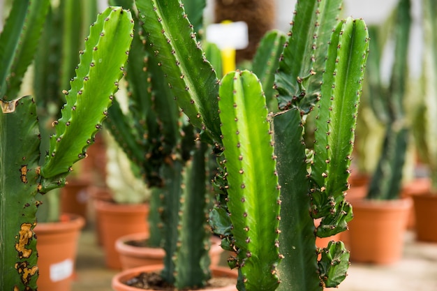 Cactus in vaso