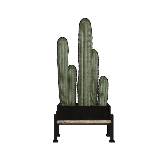 cactus isolato su priorità bassa bianca