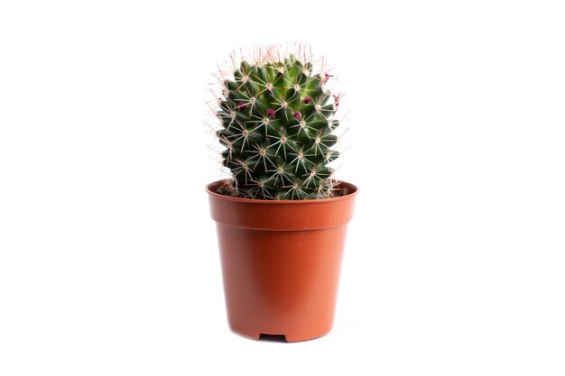 Cactus isolato su sfondo bianco Concetto di fiore domestico