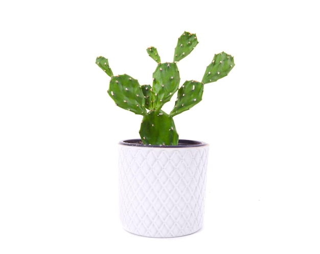 Cactus isolato su sfondo bianco