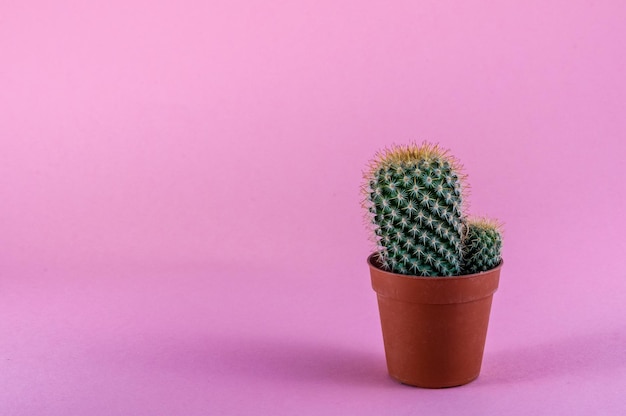 Cactus isolato su sfondo rosa