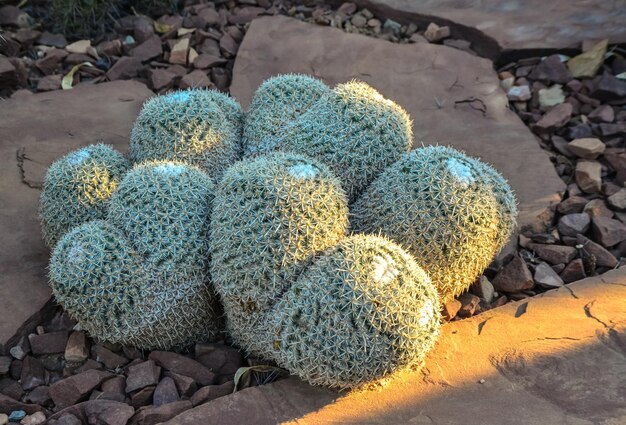 Cactus Mamillaria nel Phoenix Botanical Garden Arizona USA