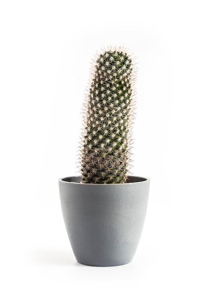 Cactus Mammillaria in un vaso isolato su sfondo bianco