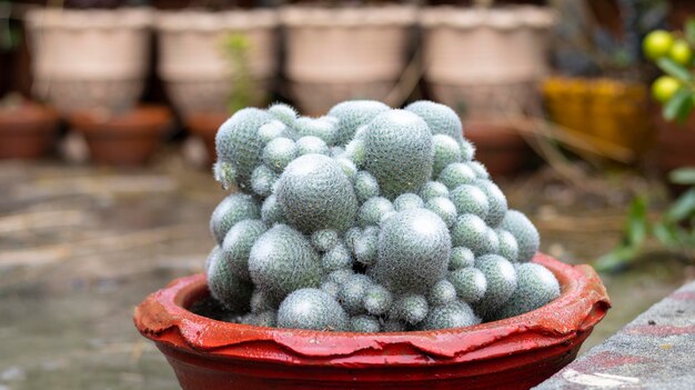 Cactus Mammillaria in vaso rosso con sfondo sfocato