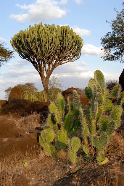 cactus mandacaru