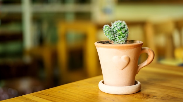 Cactus minuscolo in una pentola su un tavolo di legno