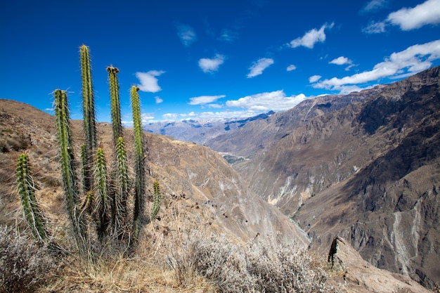 Cactus nel canyon roccioso