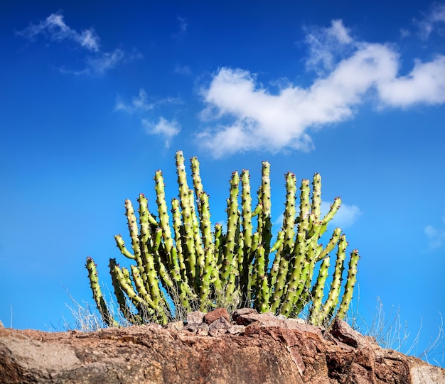 Cactus nel deserto al cielo blu