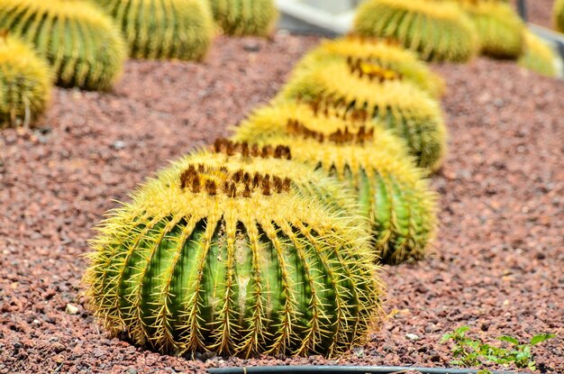 Cactus nel deserto al tramonto Tenerife Sud Isole Canarie Spagna