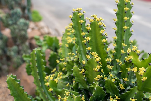 cactus nel deserto, cactus Natura sfondo verde