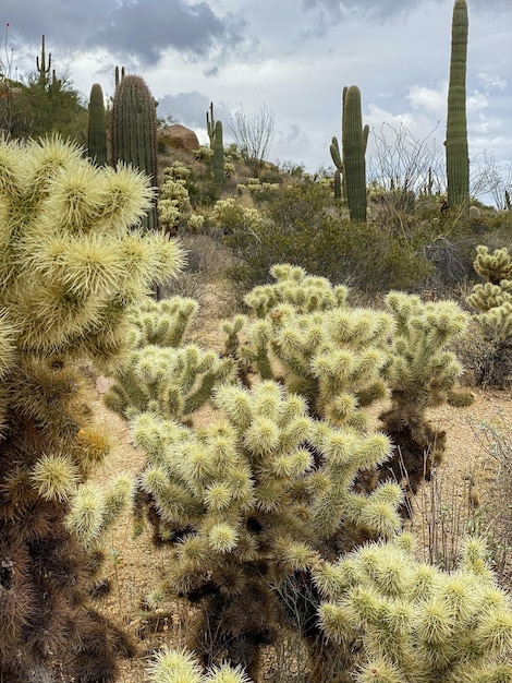 Cactus nel deserto di montagna secca dell'Arizona negli Stati Uniti