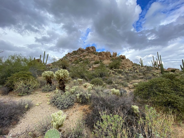 Cactus nel deserto di montagna secca dell'Arizona negli Stati Uniti